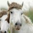 Camargue, antica razza nel Delta del Po