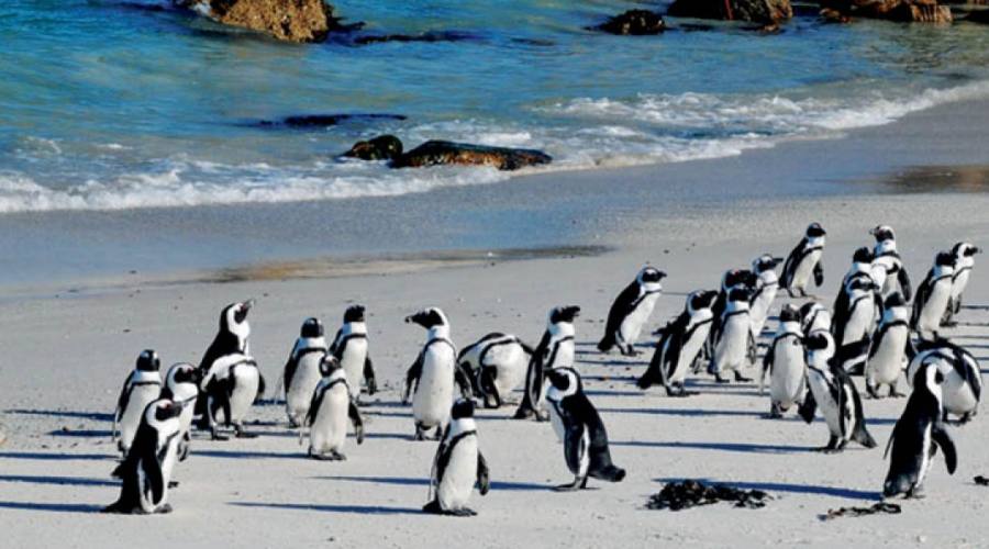 boulders beach