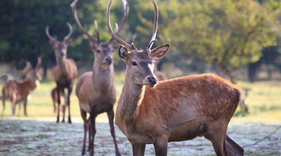 Fauna del Bosco della  Mesola