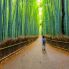 La foresta di bambu' di Arashiyama
