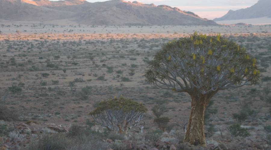 albero faretra nel deserto del namib