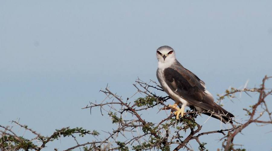 Etosha National Park