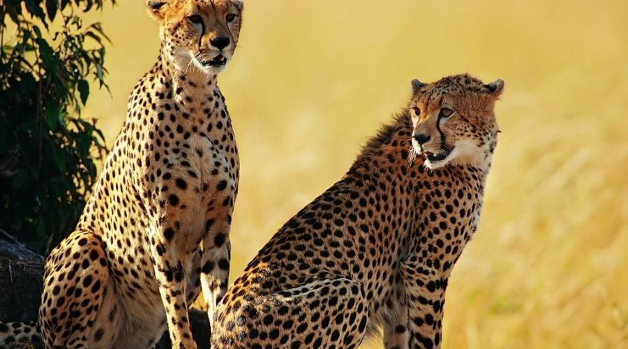 Cheetahs