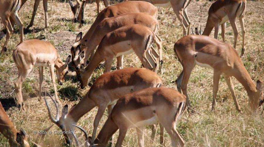 Un branco di Impala