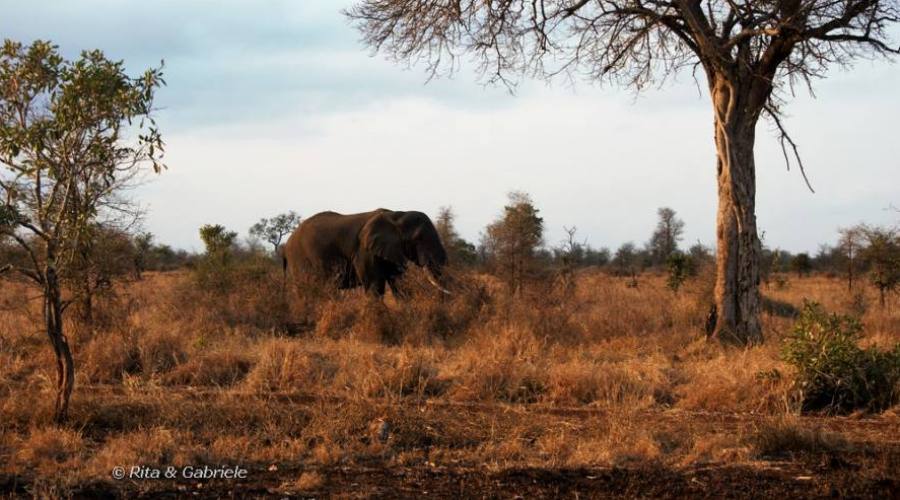 Elefante al Kruger