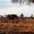 Elefante al Kruger