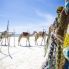 cammelli in spiaggia
