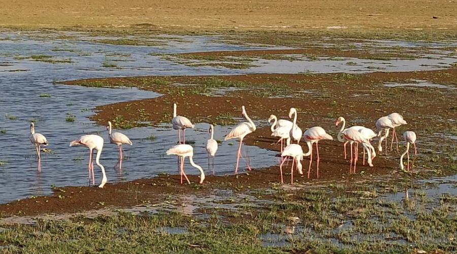 fenicotteri rosa