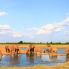 elefanti davanti al voi safari lodge