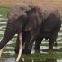 grande elefante all'Amboseli