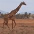 giraffa