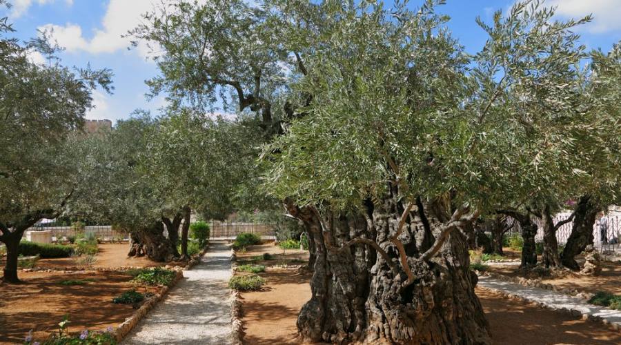 Gerusalemme l'Orto degli ulivi