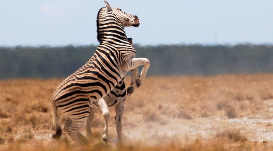 zebre in Etosha