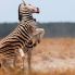 zebre in Etosha