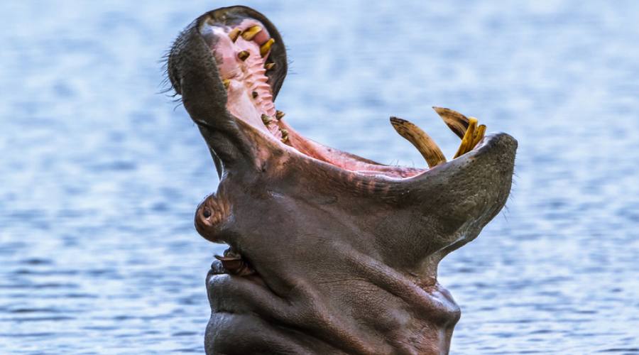 Ippopotamo