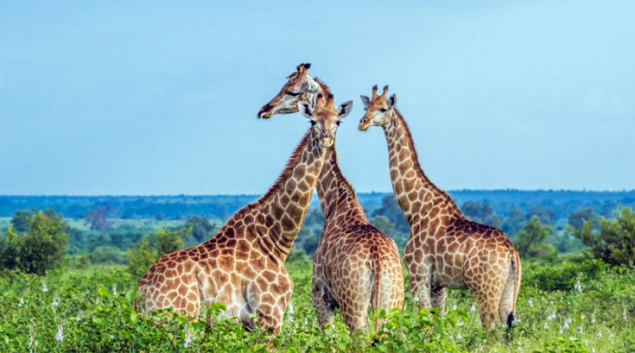 Giraffe