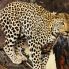 Leopardo
