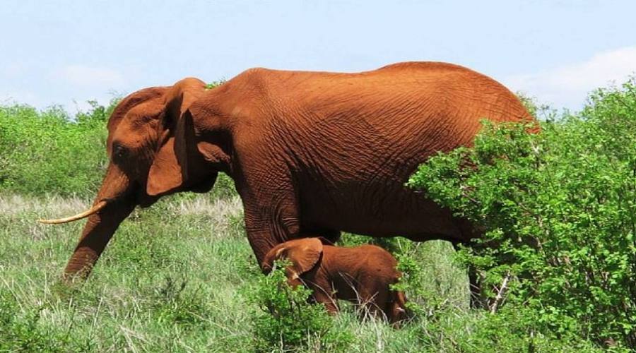 elefanti al parco Tsavo