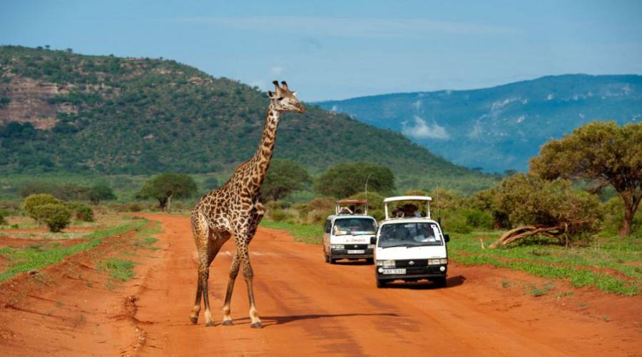 avvistamento giraffa