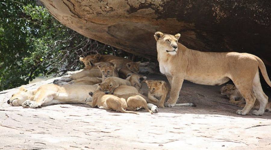 leonesse con i cuccioli