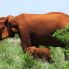 elefanti al parco Tsavo