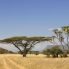savana