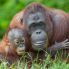 Centro degli “Orangutan