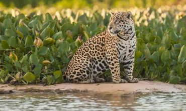 Pantanal: il regno del Giaguaro