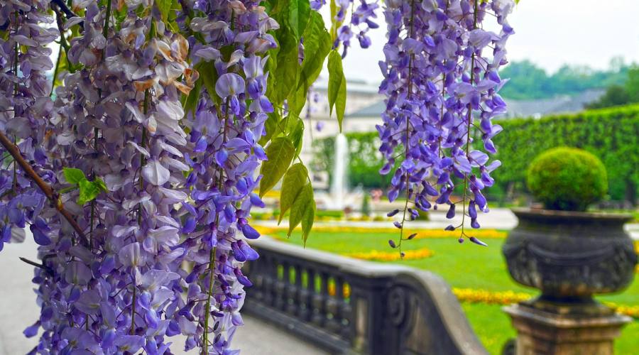 Salisburgo , i giardini