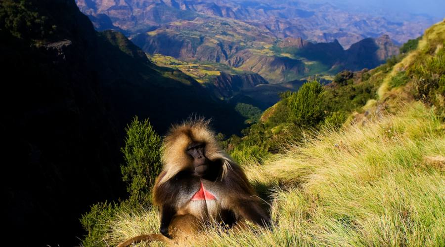 Babbuino gelada