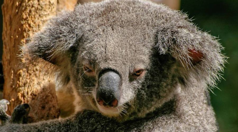 Koala