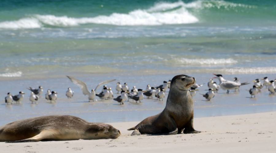 Kangaroo Island