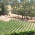 Vigneti
