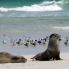Kangaroo Island