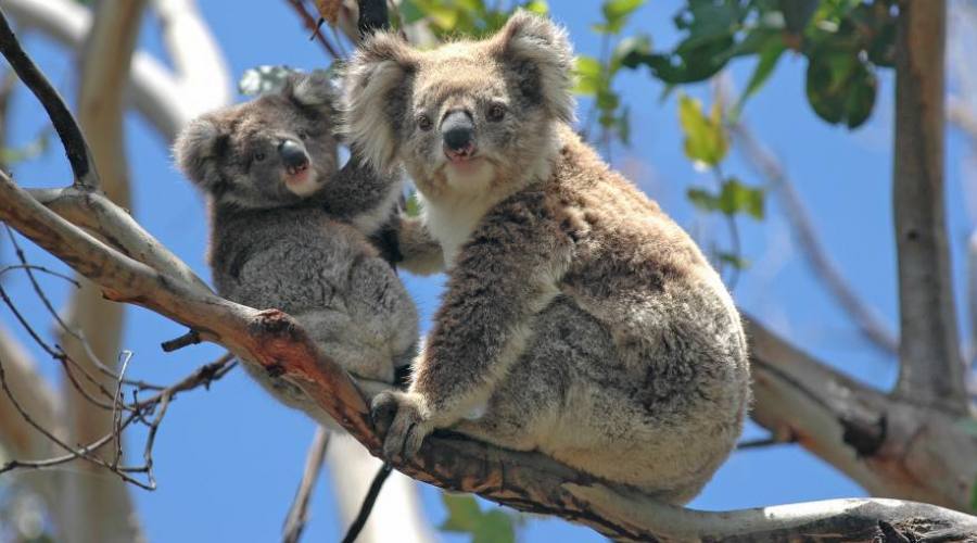 Koala