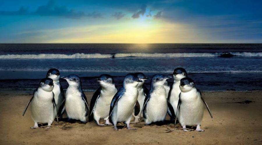 Penguin Parade