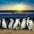 Penguin Parade