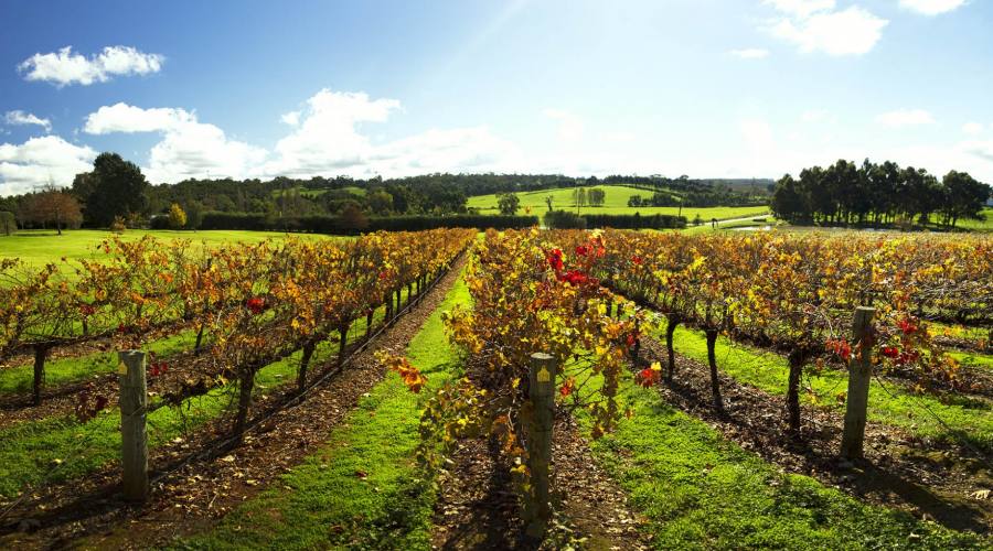 vigneti del Rutherglen Victoria