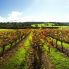 vigneti del Rutherglen Victoria