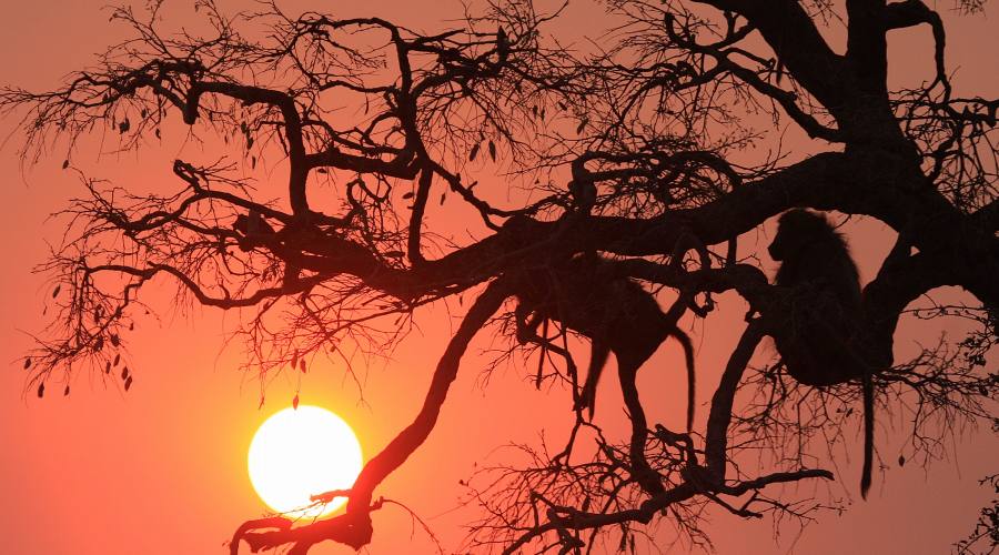 tramonto nel Kruger