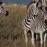 zebre nel Kruger
