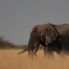 elefante nel Kruger