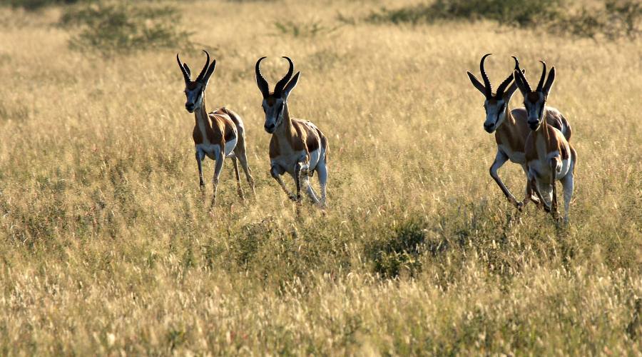 antilopi nel parco Kruger
