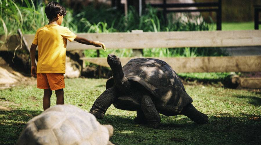 Le tartarughe giganti delle Seychelles