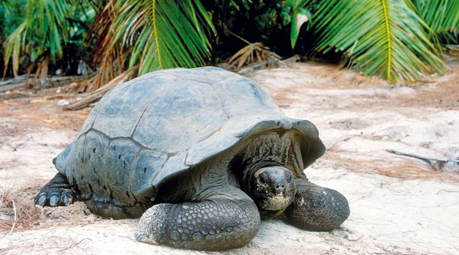 Tartaruga gigante delle Seychelles
