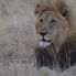 leone nel parco Kruger
