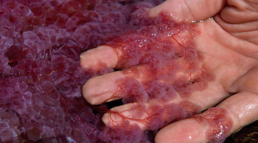 Tour Adventure Nature: Ca&ntilde;o Cristal