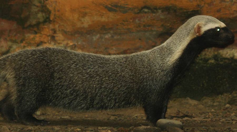 Tour Adventure Nature: Bioparco Los Ocarros - Villacenzio