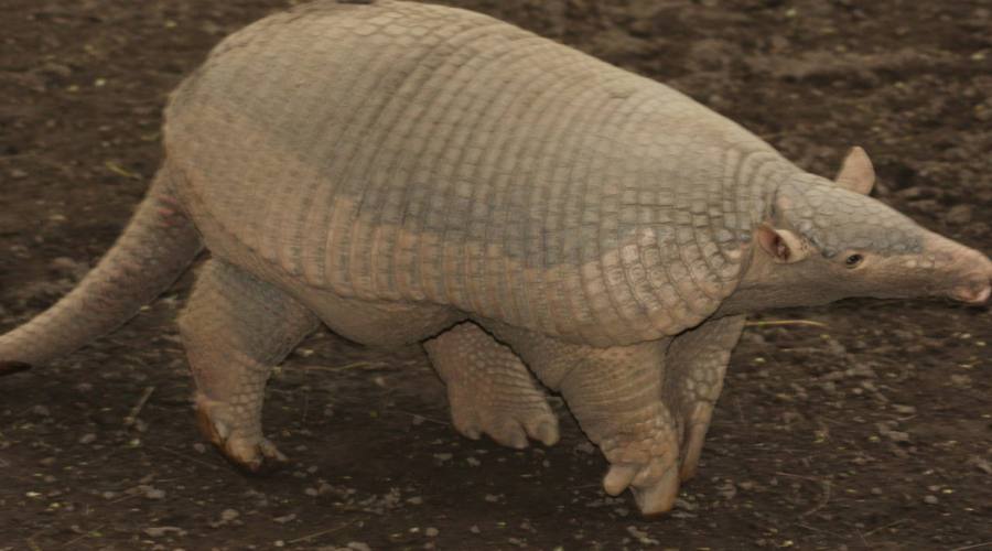 Tour Adventure Nature: Bioparco Los Ocarros Armadillo - Villacenzio