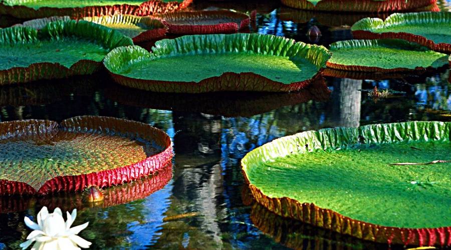 Tour Adventure Nature: Amazzonia Victoria Regia 